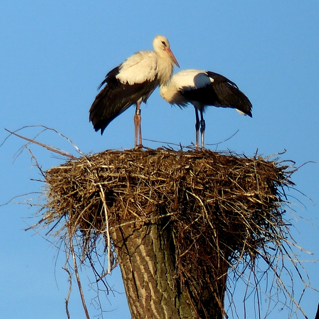 29 stork