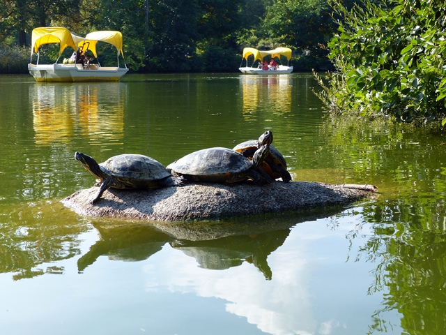 Yellowbellied slider Gelbbauch Schmuckschildkröte