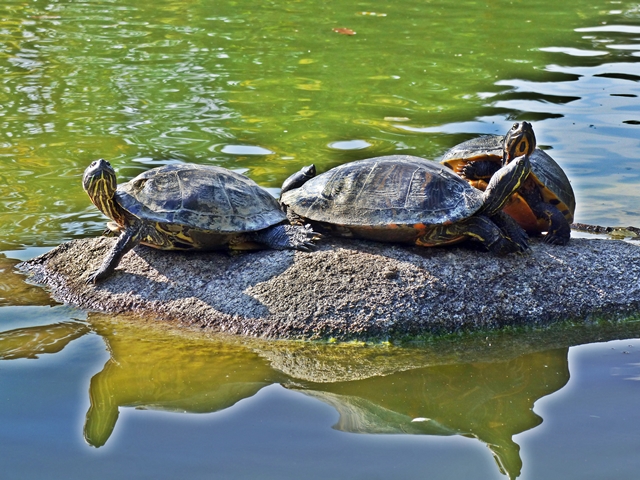 Yellowbellied slider Gelbbauch Schmuckschildkröte